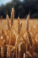 Golden Wheat Stalks in a Field photo
