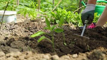 small pepper bush grows in the ground in a vegetable garden. Close-up of a growing seedling of a plant in a field against the background of a farmer planting pepper seedlings video