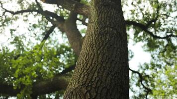 Green branches in a wood. View of a beautiful sequoia forest from the observation deck from bottom up. video