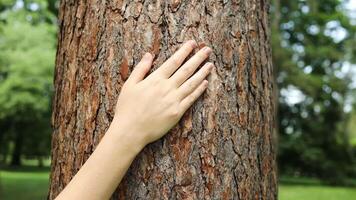 Close up old woman wrinkled hand touching and stroking old bark birch tree of sunset in evening summer. Person cares about nature and environment. Gesture of harmony with nature and tranquility video