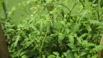 4K Closeup of cluster of ripe plum tomatoes in green foliage on bush. Growing of vegetables in greenhouse. High quality FullHD footage video