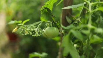 4K Closeup of cluster of ripe plum tomatoes in green foliage on bush. Growing of vegetables in greenhouse. High quality FullHD footage video