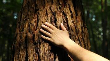 Amazing view of Caucasian male hand touching and stroking bark of tree in forest during sunrise and beautiful landscape video