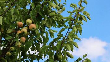 Branch with apples sways in wind, horizontal video