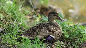 Wild brown duck in summer. Female wild duck. video