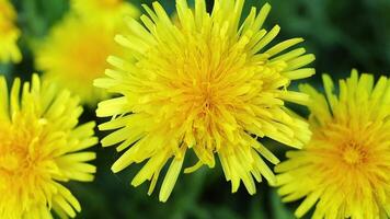 Yellow dandelion flowers in spring on green grass video