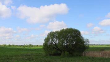 Simple summer landscape. Tree and clouds in the sky. video