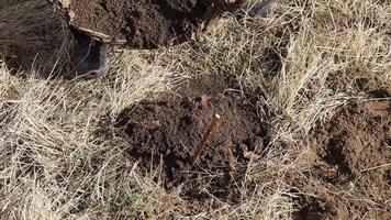 Planting raspberry seedlings with a shovel video