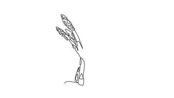 Animated self drawing of continuous line draw of whole healthy freshness organic asparagus for garden logo identity. Fresh sparrow grass concept for vegetable icon. Full length single line animation video