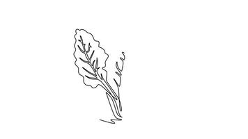 Animated self drawing of continuous line draw group pile of healthy organic raw swiss chard for farm logo identity. Fresh leafy spinach beet concept for vegetable icon. Full length one line animation video