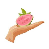 Freshly and healthy green guava in the palm of the hand isolated on white background. illustration in flat style with tropical fruit. Clipart for card, banner, flyer, poster design vector