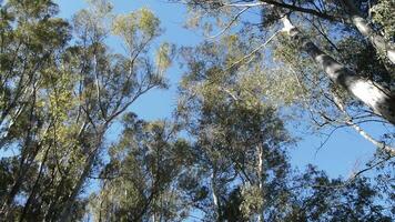 Eucalyptus trees moving by the wind at backlight video