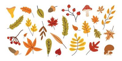 WebCollection of different fall leaves and mushrooms. Autumn season. set of leaves. White isolated background. Elements for scrapbooking. vector