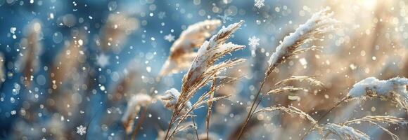 Frosty Winter Grass Blades Swaying In The Wind During A Snowfall photo