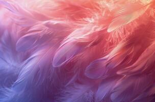 Soft Pink And White Feathers In Golden Light photo