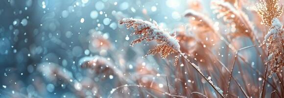 Snow Falling on Grass Blades During Winter photo
