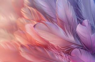 Soft Pink And Purple Feathers In Close Up photo