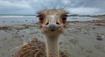 Ostrich Standing on Sandy Beach With Ocean in Background photo