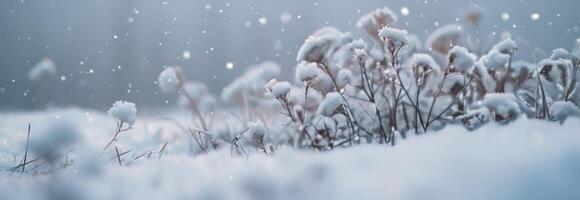 Snowy Winter Field With Wildflowers and Sun photo