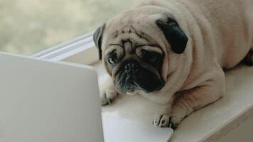 Cute dog pug with a laptop on the windowsill video