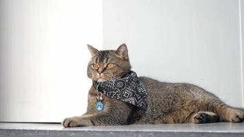 A Stylish Cat Is Relaxing Comfortably while Adorned with a Beautifully Patterned Bandana video