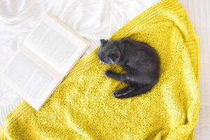 Grey purebred british kitten sleeps on blanket photo