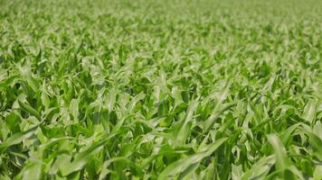 Dense Corn Field in Summer, A dense and vibrant corn field fills the frame with tall, healthy plants The bright green leaves of the corn plants are illuminated by sunlight, video
