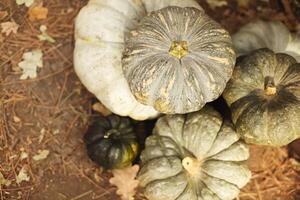 Pile of many green pumpkins of various sizes laying on ground in autumn season photo