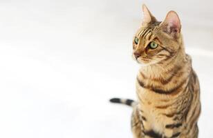Bengal cat on white background sits sideways, looks aside photo
