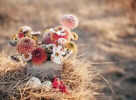 Chrysanthemums flowers in small rustic style wooden box in sunny autumn day in countryside photo