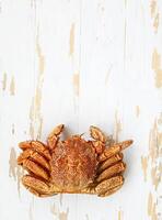 One freshly cooked crab on rustic white wooden table photo