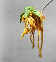 Spaghetti bolognese sauce topping rolled in fork with basil photo