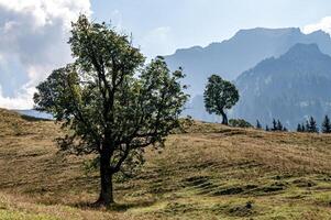 landscape in the Alps with mountains, meadows, trees photo