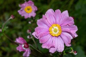 purple autumn anemone with raindrops photo