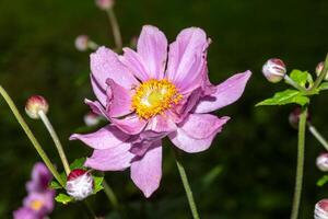 purple autumn anemone with raindrops photo