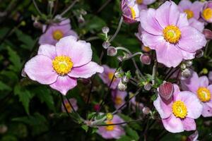 purple autumn anemone with raindrops photo