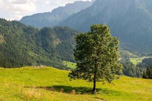 landscape in the Alps with mountains, meadows, trees photo