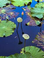 Close-up view of lotus seed pods and a budding lotus flower surrounded by large green leaves in a tranquil pond. Perfect for nature, botanical, and aquatic themes photo
