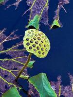 Close-up view of lotus seed pods and a budding lotus flower surrounded by large green leaves in a tranquil pond. Perfect for nature, botanical, and aquatic themes photo