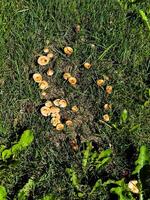Close-up view of wild mushrooms sprouting in green grass, highlighting their natural beauty and intricate details, perfect for nature enthusiasts and those interested in fungi photo