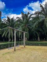 A picturesque scene of wooden swings set in a tropical park, surrounded by palm trees and under a bright blue sky. Ideal for outdoor, leisure, and tropical themes photo