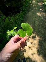Close-up of a hand holding a three-leaf clover, showcasing nature's simple beauty. The forest background adds a touch of serenity, making it perfect for themes of nature, exploration, and simplicity photo