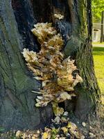 Close-up of unique fungus growing on the trunk of a tree, highlighting the fascinating and intricate details of nature. Ideal for themes of botany, natural decay, and the ecosystem photo