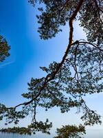 Serene view of pine tree branches extending over a calm lake under a clear blue sky, capturing the essence of nature's tranquility photo