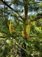 Detailed view of young pine cones on a tree branch, surrounded by lush green needles, illuminated by sunlight in a serene forest setting photo