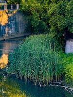 A serene urban canal surrounded by lush greenery and reflective water, showcasing a harmonious blend of nature and cityscape. Perfect for environmental and city-themed projects photo