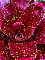 Detailed close-up of a vibrant red bromeliad with striking yellow spots, showcasing its beautiful pattern and texture. Perfect for themes of nature, botany, and colorful plants photo