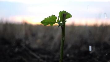 Drops water fall on leaves during pouring planted green sprout into ground soil at meadow. Caring for small seedling during drought at sunset. Concept of agricultural business. Close up Slow motion video