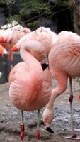 Gorgeous pink flamingos on the lake. Lot of flamingos hibernate in warm areas waiting to return home. American flamingo or Caribbean flamingo is looking for food in water. High quality vertical shot video