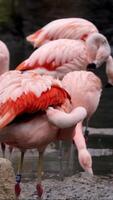 Gorgeous pink flamingos on the lake. Lot of flamingos hibernate in warm areas waiting to return home. American flamingo or Caribbean flamingo is looking for food in water. High quality vertical shot video